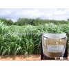 High Protein Leaf High Yield Perennial Hybrid Pennisetum Forage Seed
