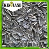 2015 new crop sunflower seeds price with top quality from Kingland