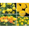 Hybrid F1 Orange/Yellow/Golden Marigolds Flowers Seeds For Cultivating