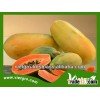 High Yield Red Flesh Papaya Seeds VGPR01