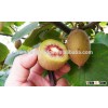 kiwifruit tree seedling