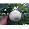 Snow white melon seed with white rind and white flesh