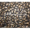 top sales watermelon seeds& kernels