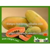 High Yield Yellow Flesh Papaya Seeds VGPY02