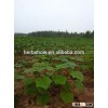 Paulownia 9501 Seedling for planting