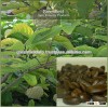 Custard apple fruits tree seeds Annona squamosa