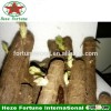 paulownia root/paulownai seed hybrid 9501/paulownia root cutting