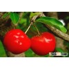 Acerola cherry stem cuttings