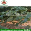 Newest hybrid paulownia shan tong 4 root seeds for plantation