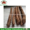 Cold and wind resistant paulownia species fast growing tree roots