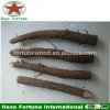 Fast growing Ornamental Trees paulownia Fortunei roots