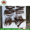 Hybrid paulownia shan tong 9501 root wholesale