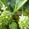 Morinda Citrfolia Seeds For planting