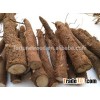 Ornamental tree paulownia Tomentosa roots for planting