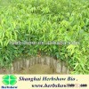 HS -Chinese agarwood seedling for planting