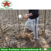 Best way to get paulownia seedlings from paulownia roots cutting