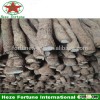 Top quality cold resistant foxglove tree roots for planting