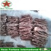 Good species kiri tree roots for planting