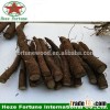 High temperature resistant paulownia hybrid 9501 roots cutting