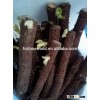 Reafforestation choose paulownia root shan tong 4 hybrid