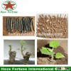 Rapid growth fresh paulownia elongata roots for reafforestation