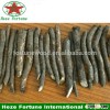 Diseases and insect pest resistant paulownia Shantong roots