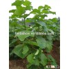 Paulownia Tomentosa Root Cut for planting