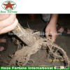 Fastest growing shadow paulownia tree roots