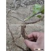Dry country best choice paulownia shan tong root