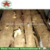 Fast growing Ornamental Trees paulownia Hybrid 9501 roots