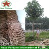 Phyto certificate supported kiri roots cutting for exporting