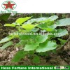 Great investment for energy plantation paulownia hybrid 9501