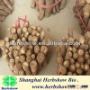 Hybrid Paulownia Shantong Root Cutting For Planting