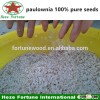 paulownia tomentosa seed stump root with PHY certificate
