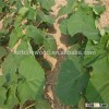 Large leaves species paulownia Tomentosa roots cutting