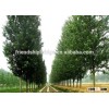 Outdoor plant silverleaf poplar seedling