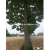 timber production tree paulownia shan tong 4 fastest growing