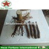 Fresh paulownia hybrid roots 9501 for reafforestation