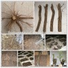 Super fast growing tree paulownia root,paulownia shan tong root