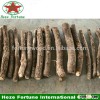 China special tree species fast growing paulownia tree roots