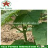 Fast growing species paulownia tree roots for planting