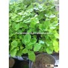 Wholesale paulownia tree root system 99% survive