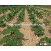 China Paulownia Shan Tong root plantations, investment, cultivation