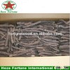 China potential tree Paulownia Shan Tong root best investment