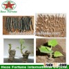 Fastest growing tree paulownia elongata roots cutting for planting