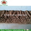 Fast growing Paulownia Shan Tong root for plantation of 2016