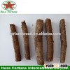 Cold resistant paulownia Kiri tree roots cutting