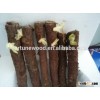 2-4 weeks sprout paulownia root system shan tong 4