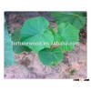 Cheap paulownia 99% survive root cutting fast growing