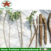 Ornamental tree paulownia Fortunei roots for planting